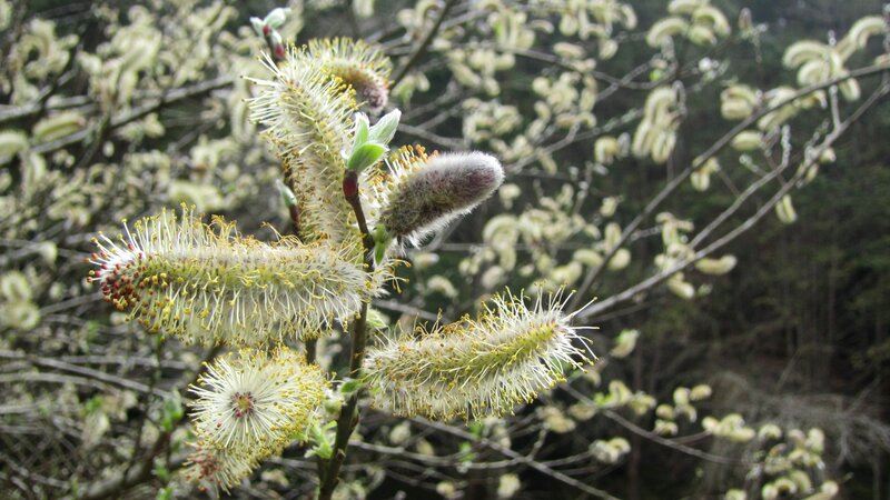 Willow Catkins on Branches — White, Natural