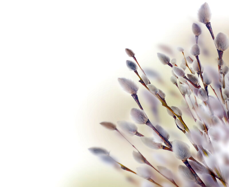 Willow Catkins on Branches — White, Serene