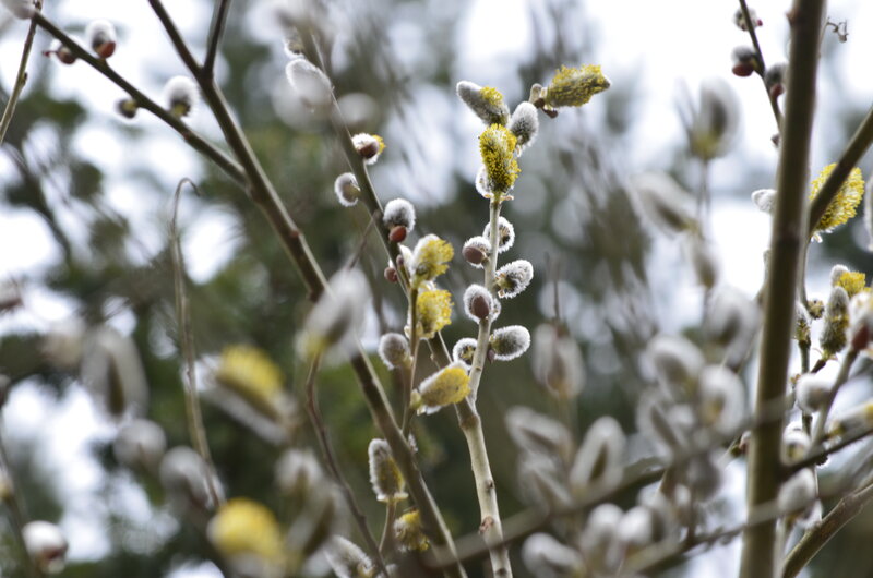 Willow Catkins on Branches — White