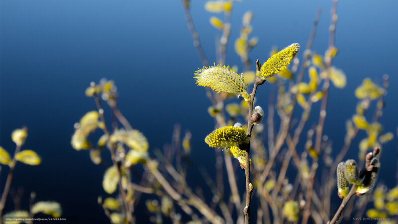 Willow Catkins on Branches — Yellow