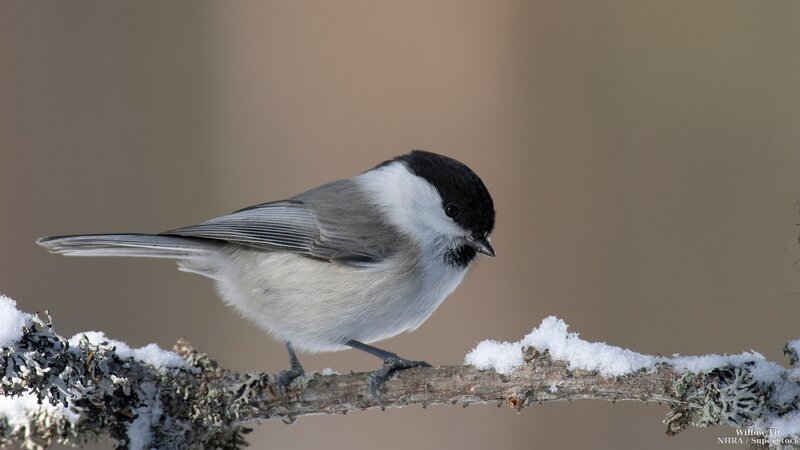 Willow Tit on Branch