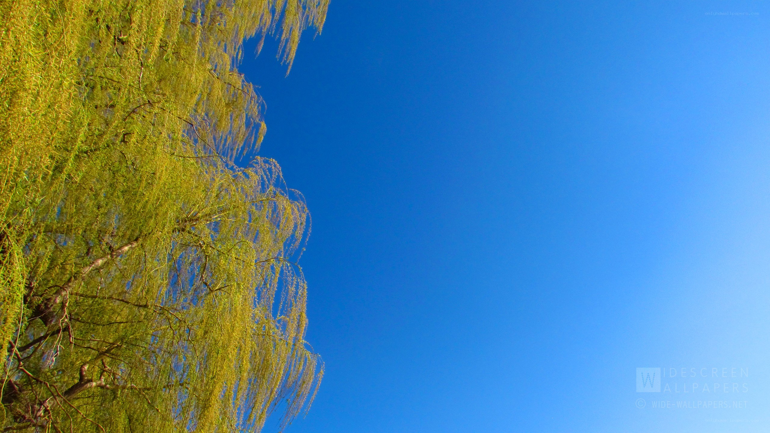 willow tree against blue sky