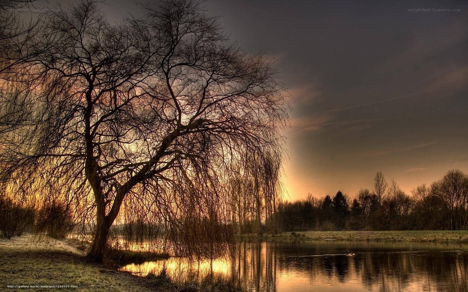 Willow tree at sunset