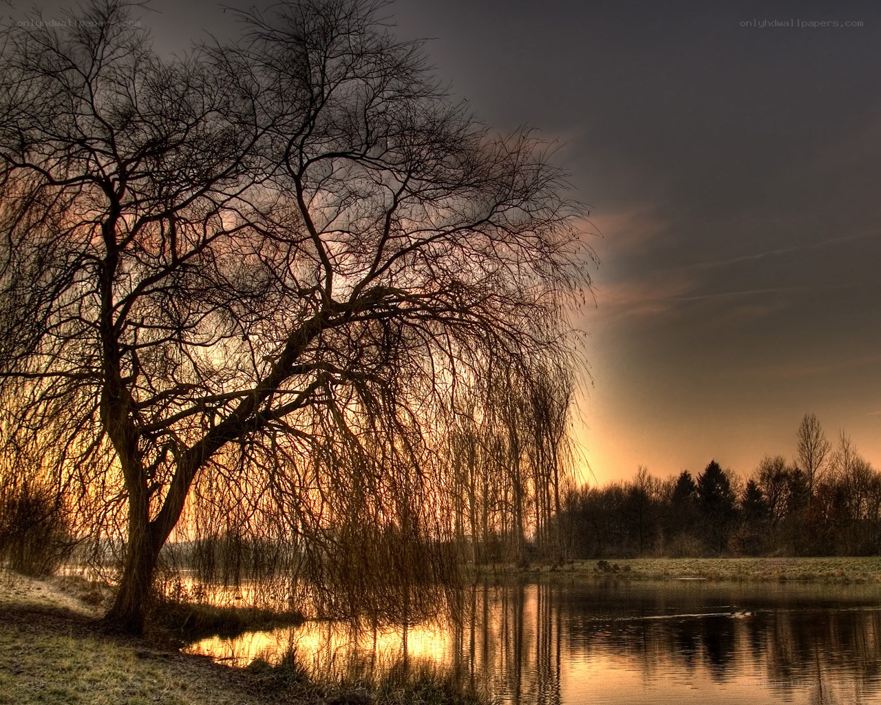 Willow tree at sunset