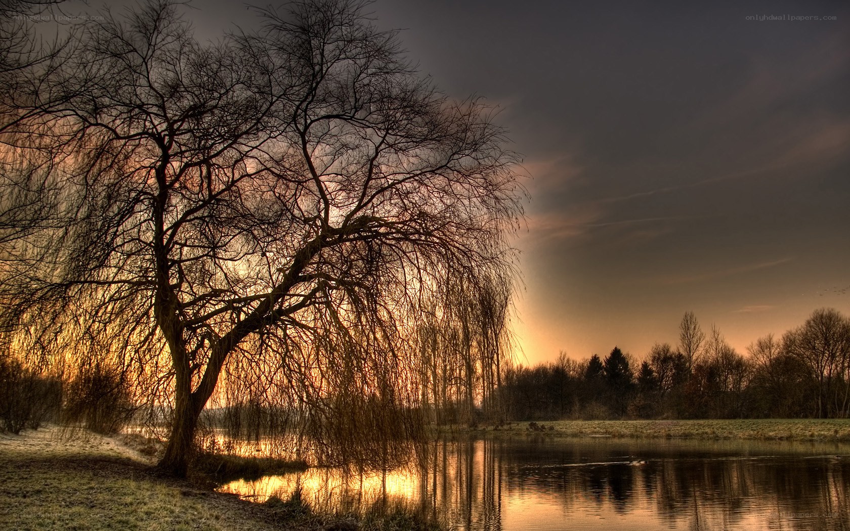 Willow tree at sunset by the lake