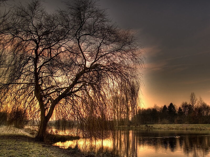 Willow tree at sunset by the lake