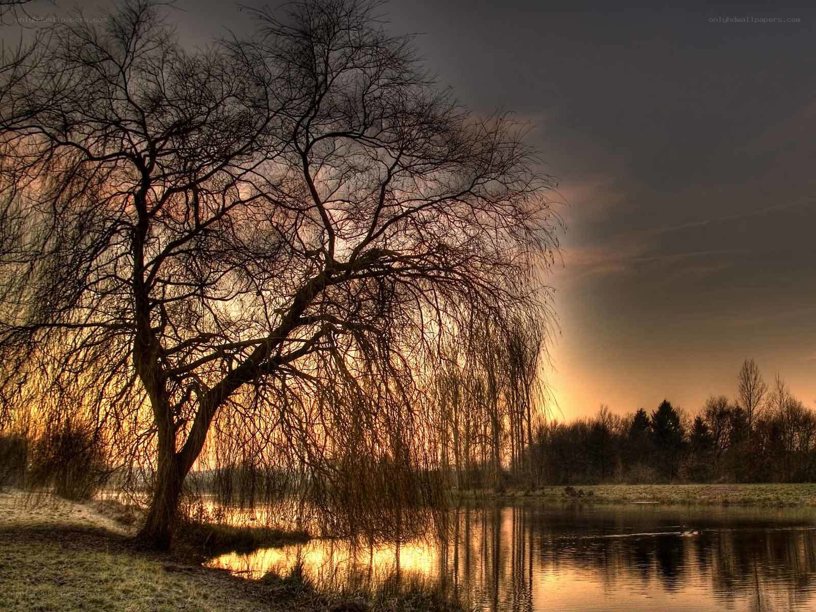 Willow tree at sunset by the lake