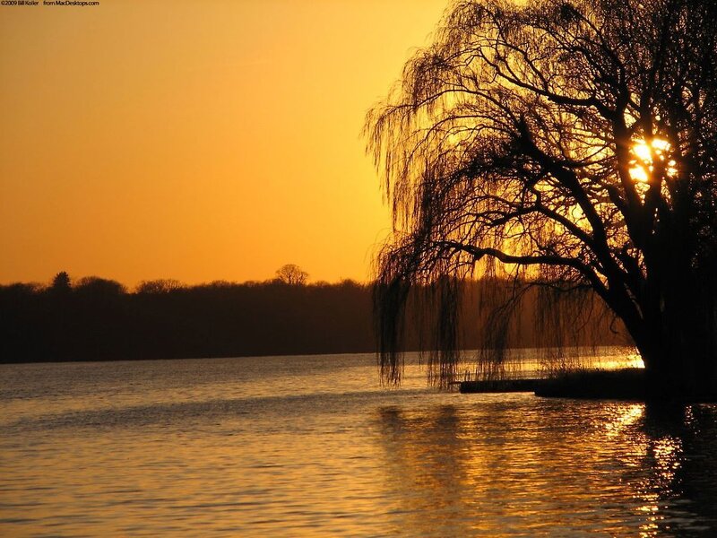 Willow Tree at Sunset — Orange