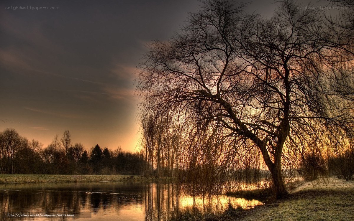 Willow tree at sunset