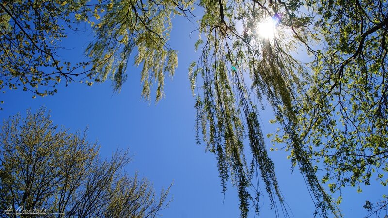 Willow Tree Branches — Blue