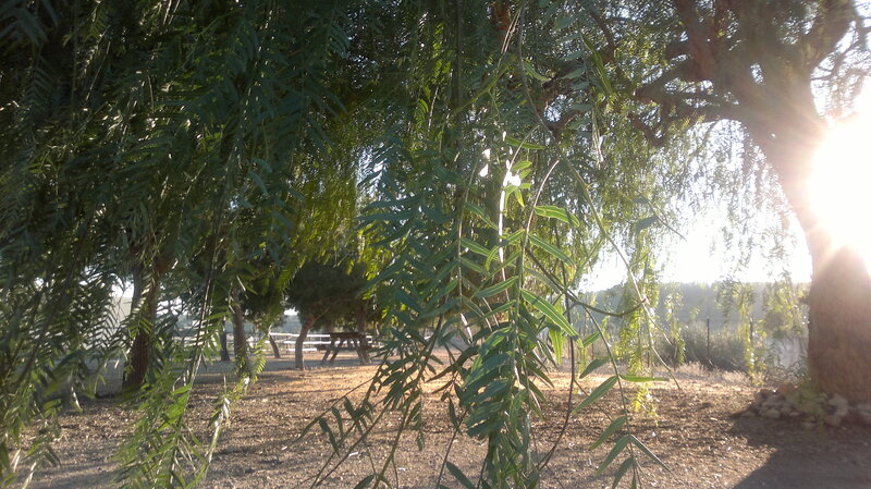 Willow Tree Branches