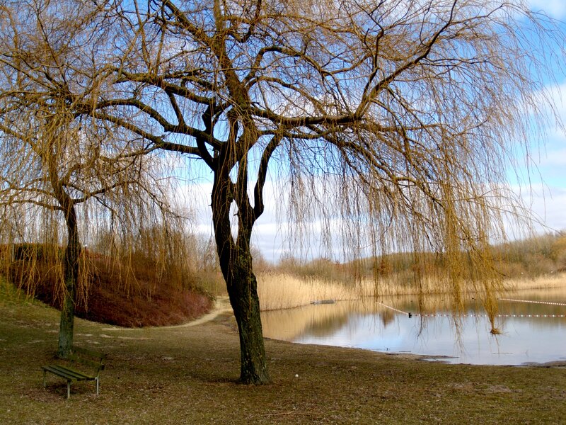 Willow tree by a lake