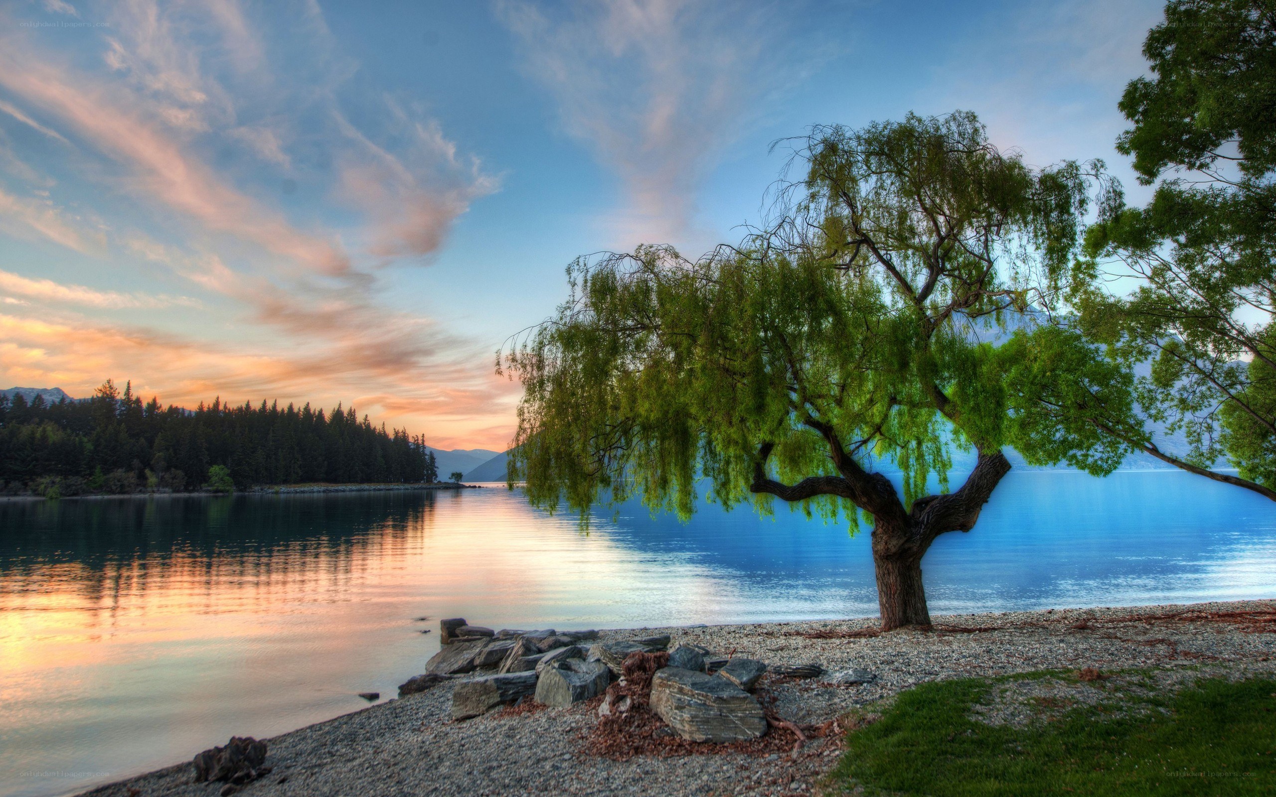 Willow tree by a lake at sunset