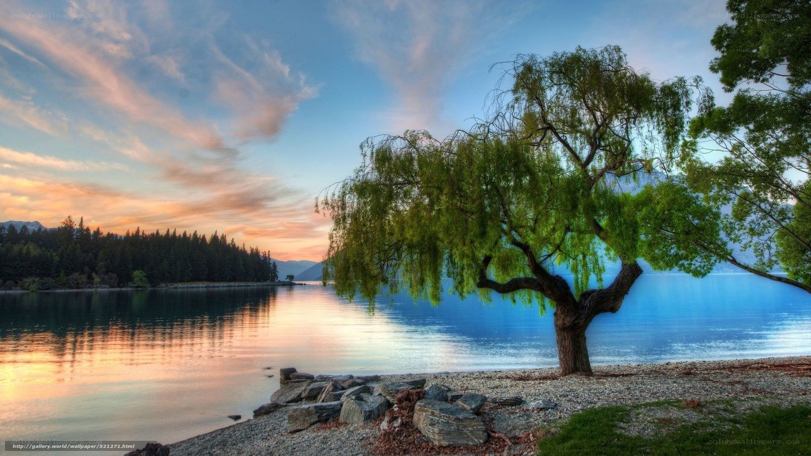 Willow tree by a lake at sunset