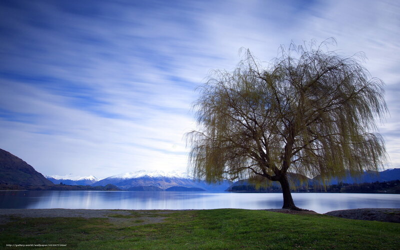 Willow tree by a lake