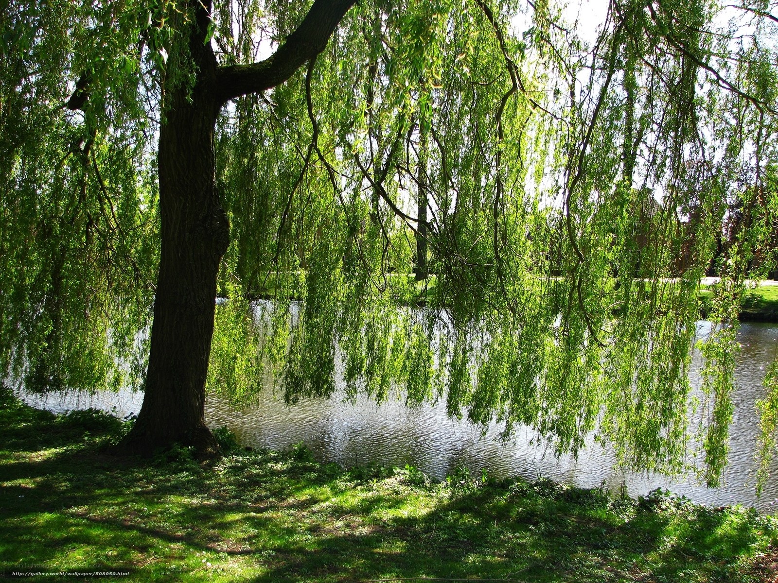 Willow tree by a pond