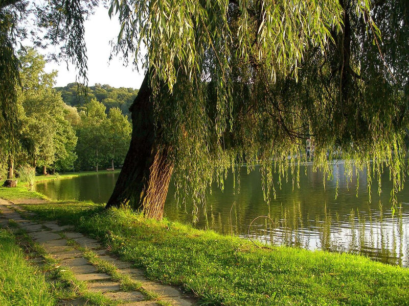 Willow tree by a pond