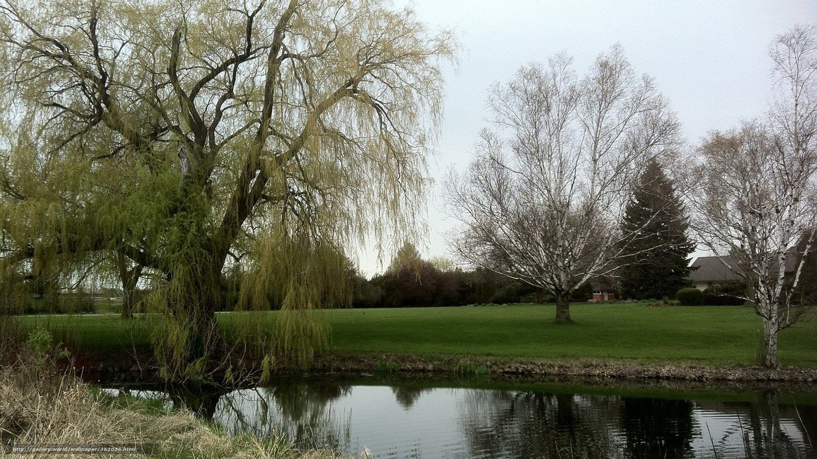 Willow tree by a pond