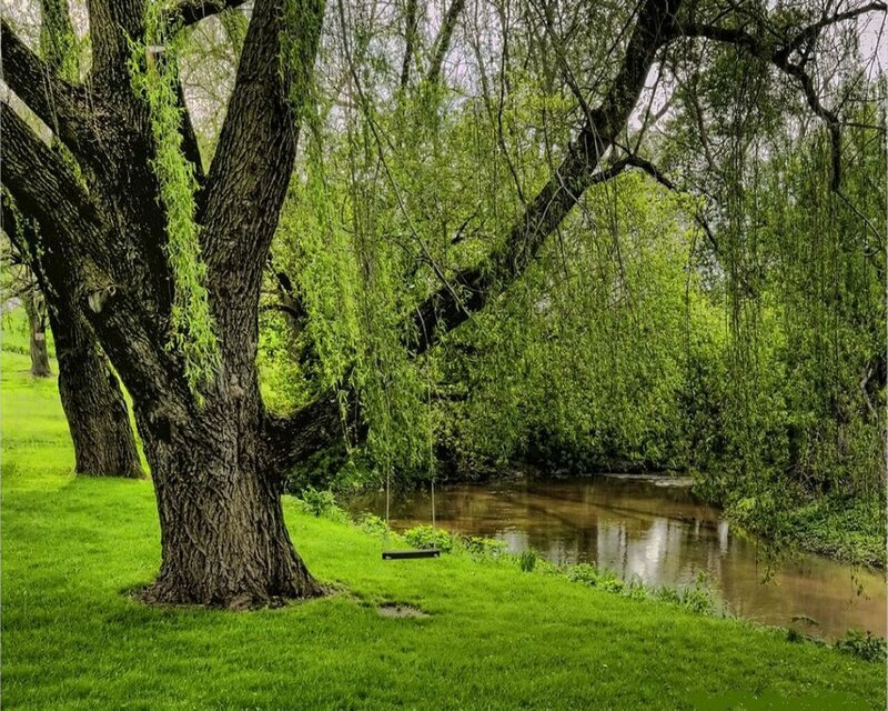 Willow tree by a river