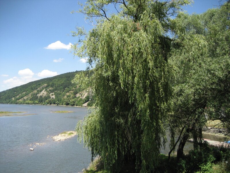 Willow tree by a river