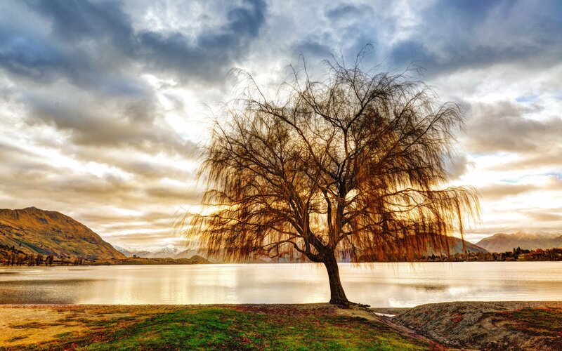 Willow Tree by Lake — Blue, Dramatic, Sunset
