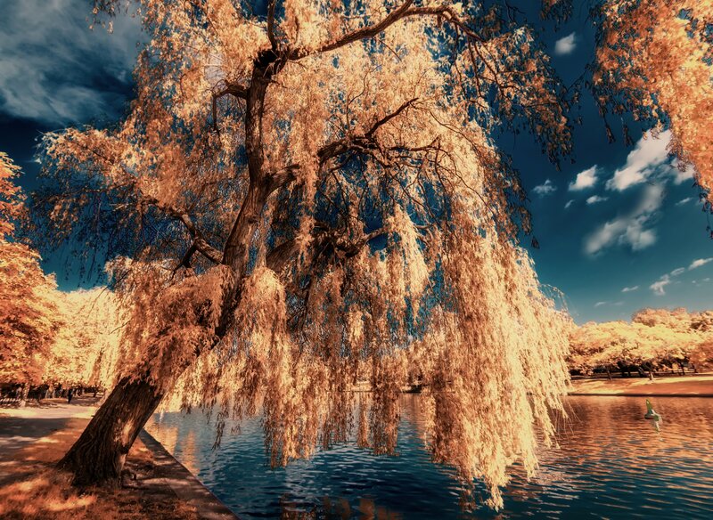 Willow Tree by Lake — Blue, Dramatic