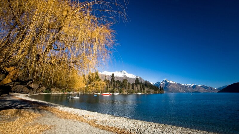 Willow Tree by Lake — Blue, Serene, Autumn