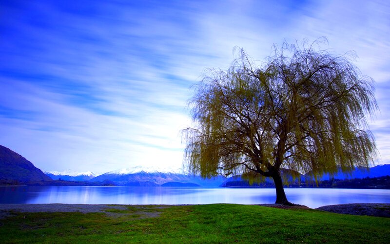 Willow Tree by Lake — Blue, Serene, Morning