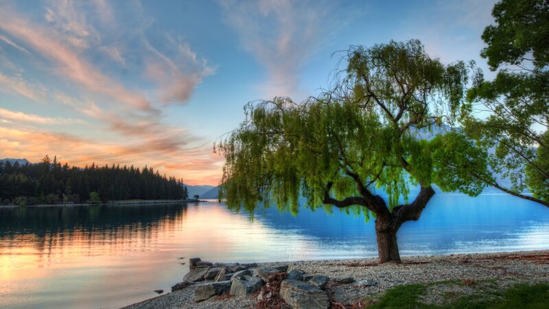 Willow Tree by Lake — Blue, Serene, Sunset, Photograph