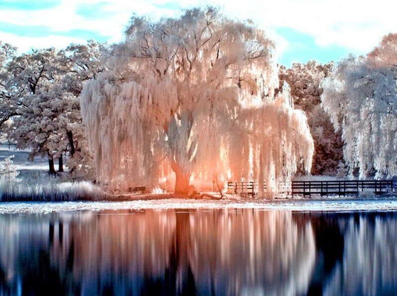 Willow Tree by Lake — Blue, Serene