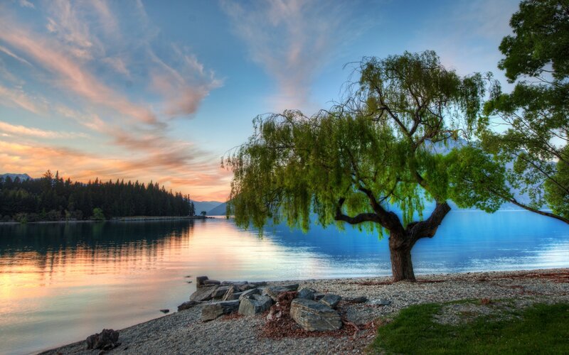 Willow Tree by Lake — Blue