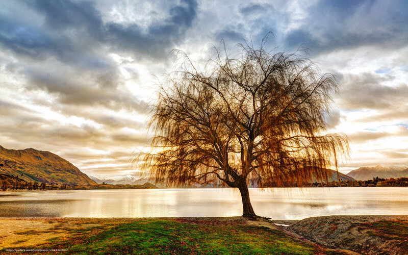 Willow Tree by Lake — Brown, Dramatic