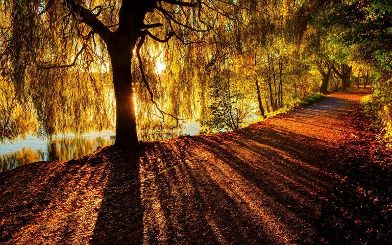 Willow Tree by Lake — Gold, Serene, Sunset, Photograph