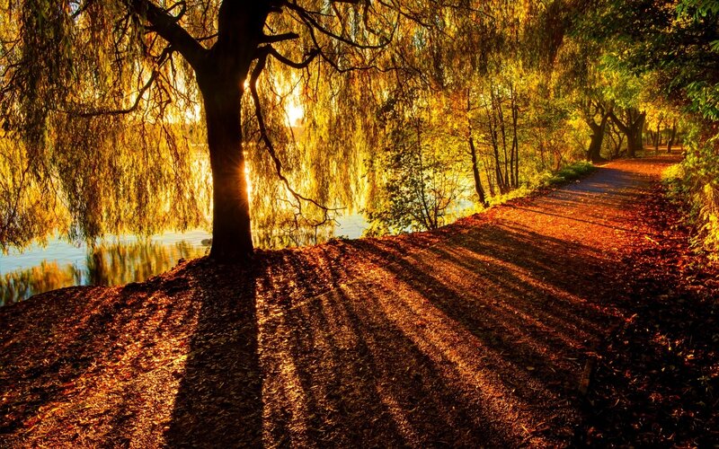 Willow Tree by Lake — Gold, Serene, Sunset