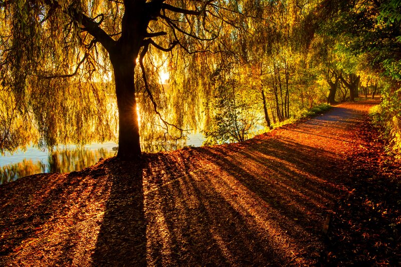 Willow Tree by Lake — Gold, Serene
