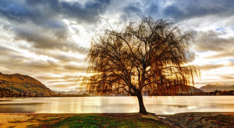Willow Tree by Lake — Gold
