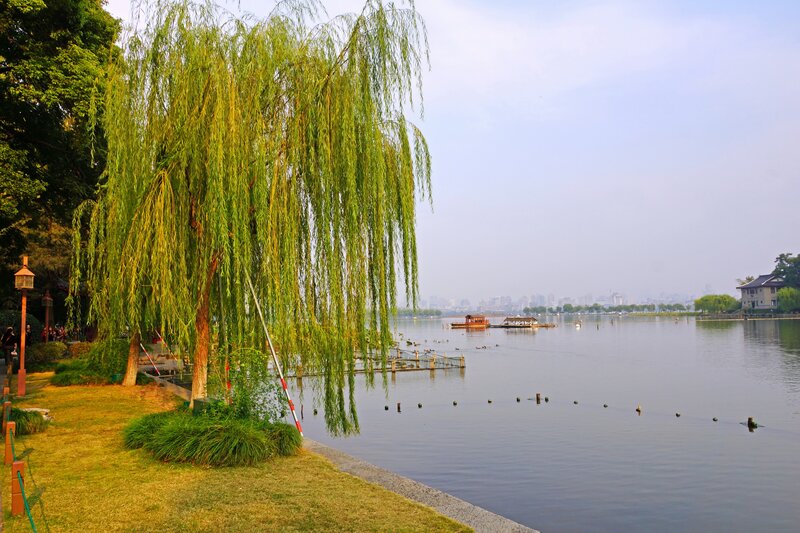 Willow Tree by Lake — Green, Serene, Afternoon, Photograph, Boats