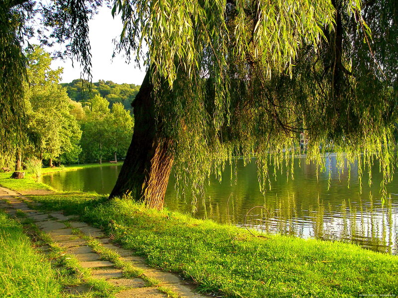 Willow Tree by Lake — Green, Serene, Afternoon, Photograph