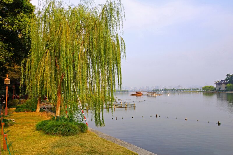 Willow Tree by Lake — Green, Serene, Afternoon