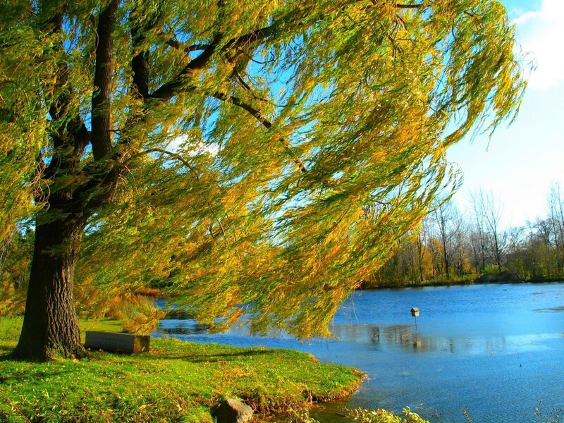 Willow Tree by Lake — Green, Serene, Autumn