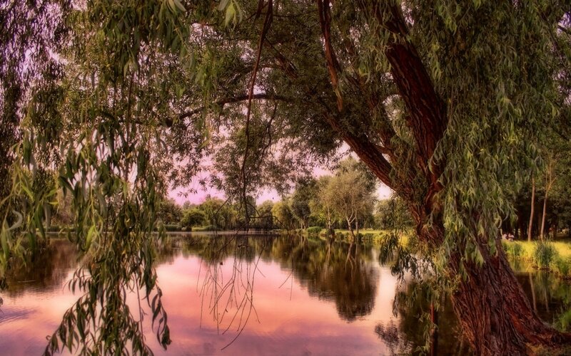 Willow Tree by Lake — Green, Serene, Sunset, Photograph