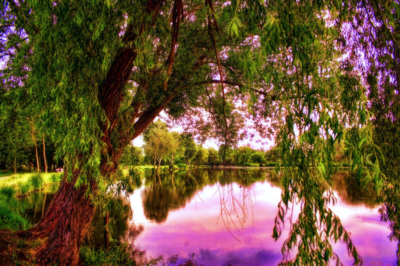 Willow Tree by Lake — Green, Serene, Sunset