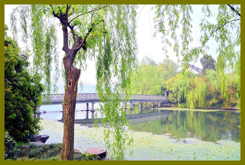 Willow Tree by Lake — Green, Serene