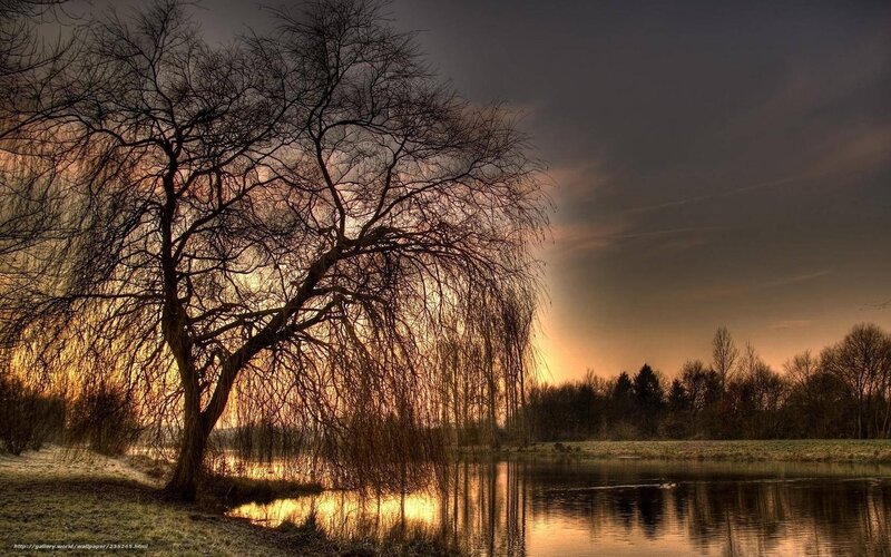 Willow Tree by Lake — Orange, Dramatic, Sunset, Photograph, Sky