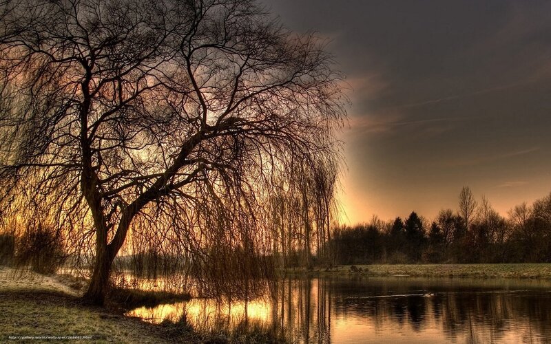 Willow Tree by Lake — Orange, Dramatic, Sunset, Photograph, Sky, Trees