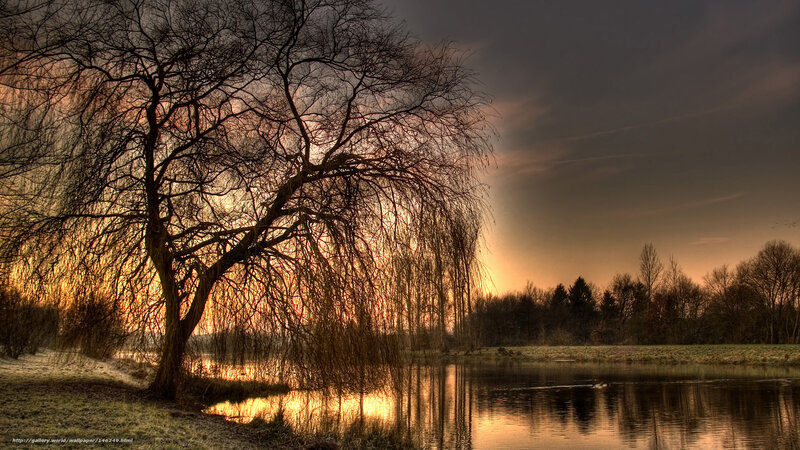 Willow Tree by Lake — Orange, Dramatic, Sunset, Photograph