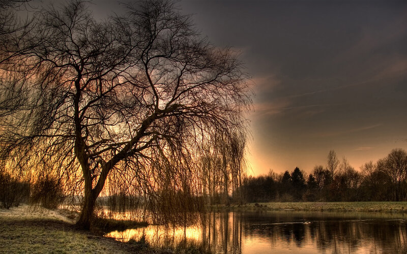 Willow Tree by Lake — Orange, Dramatic, Sunset, Photograph, Trees, Sky, Brown, Black