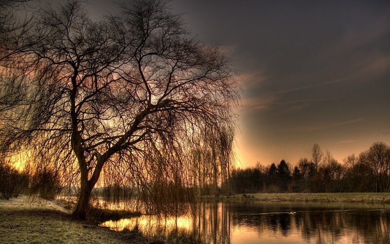 Willow Tree by Lake — Orange, Dramatic, Sunset, Photograph, Trees, Sky