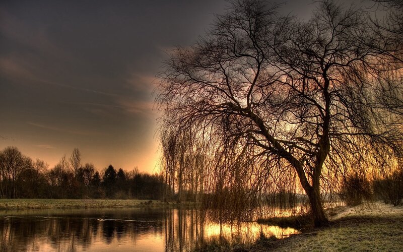 Willow Tree by Lake — Orange, Dramatic, Sunset, Photograph, Trees