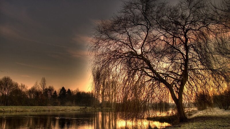 Willow Tree by Lake — Orange, Dramatic, Sunset